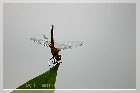 ฉันขอเพียง จะได้ไหม?