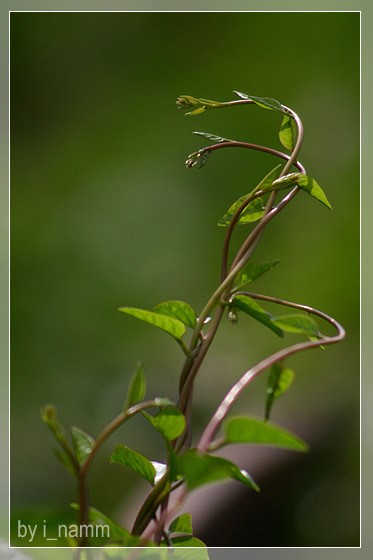 เกาะ – เกี่ยว – พัน