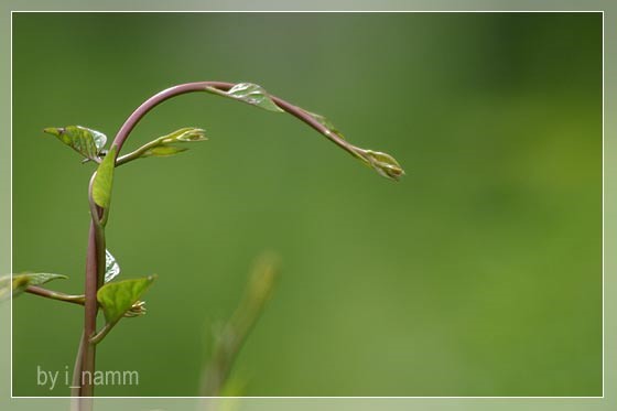 เกาะ-เกี่ยว-พัน