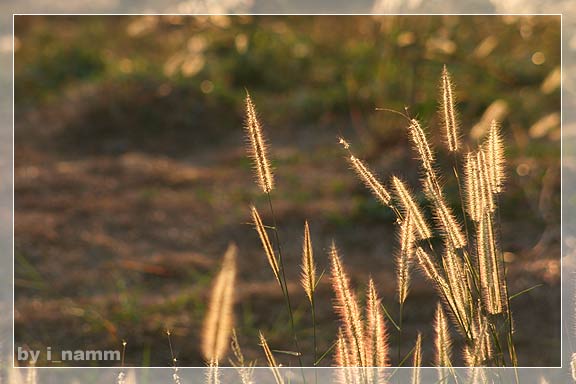 แสงสุดท้าย