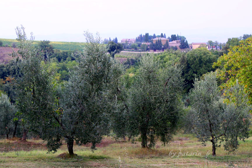 Europe อีกครั้ง 3: อิตาลี - Montalcino - Tenuta Greppo