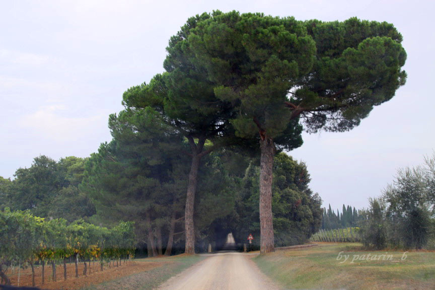 Europe อีกครั้ง 3: อิตาลี - Montalcino - Tenuta Greppo