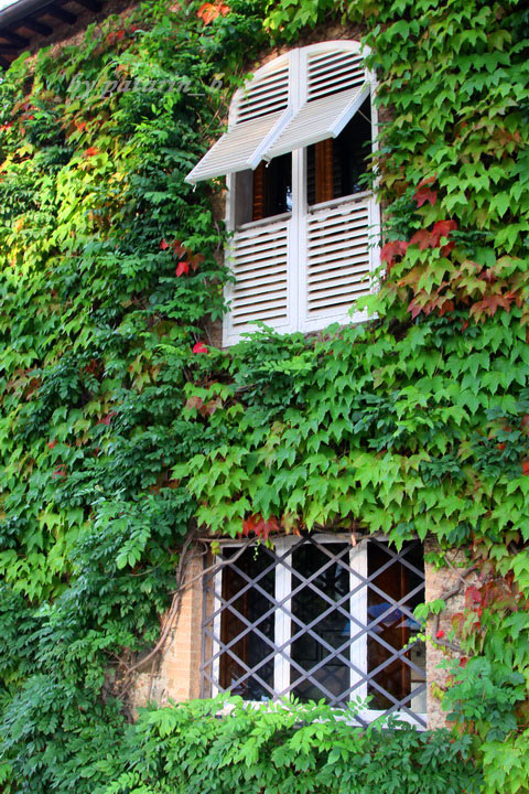 Europe อีกครั้ง 3: อิตาลี - Montalcino - Tenuta Greppo