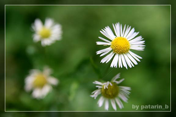 crazy little daisy