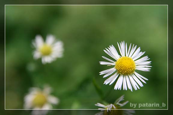 crazy little daisy