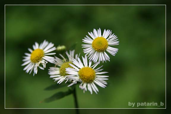 crazy little daisy