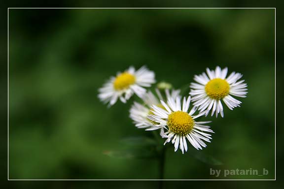 crazy little daisy