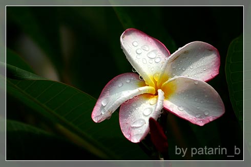 ลีลา.. ว่าดี