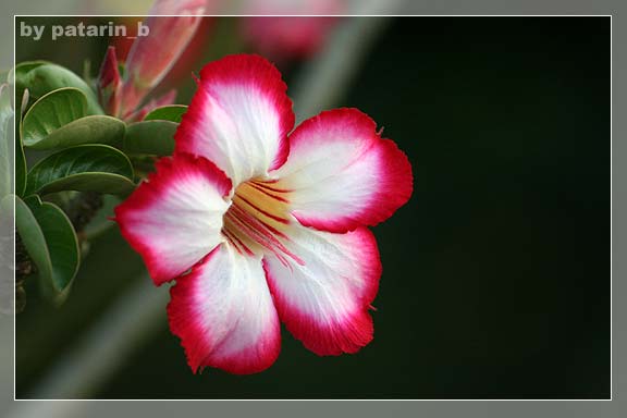 รังสิต คลอง 15