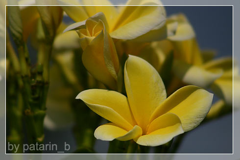 ลีลา.. ว่าดี