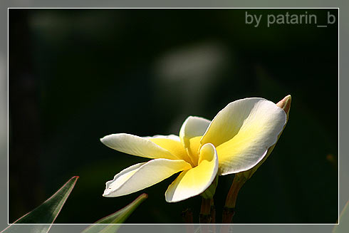 ลีลา.. ว่าดี