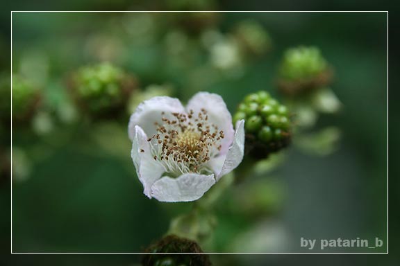hoya