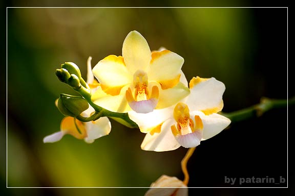 hoya