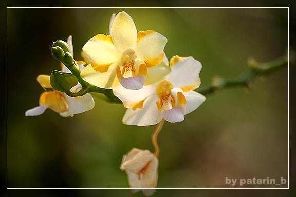 hoya
