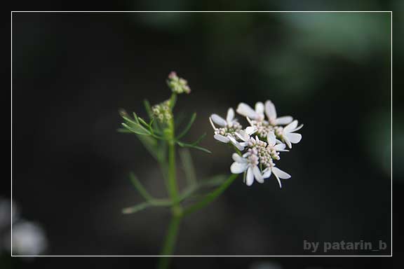 แทบขาดใจ