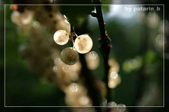 โปร่งแสง