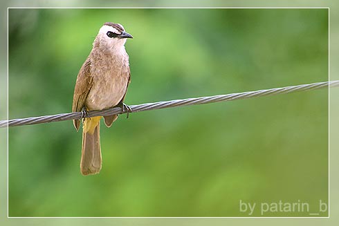 Cute Little Bird