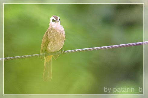 Cute Little Bird