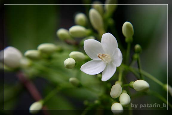 โมกขาว...