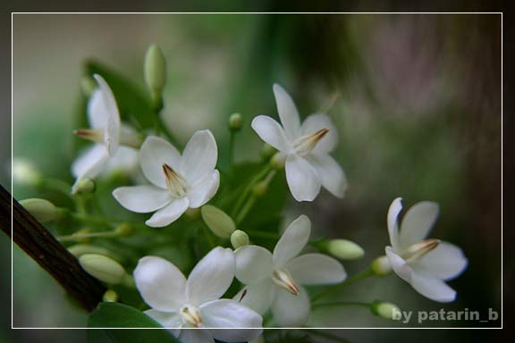 โมกขาว...