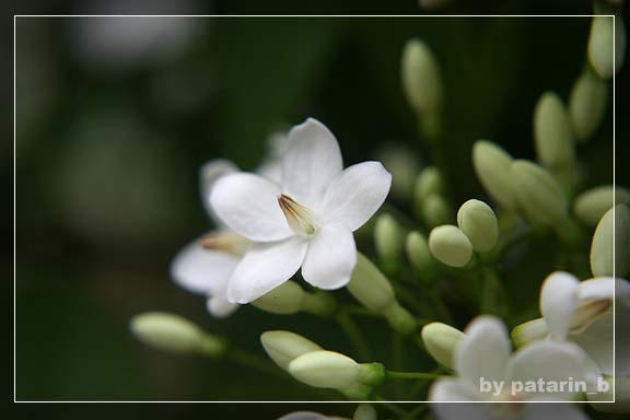 โมกขาว...