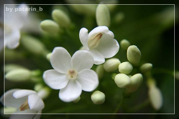 โมกขาว...