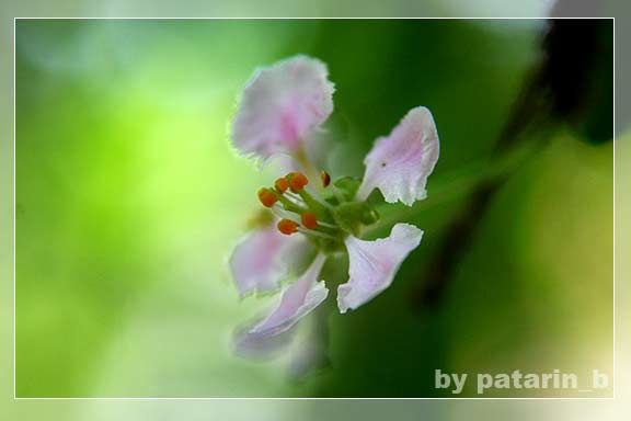 Cherry Blossom