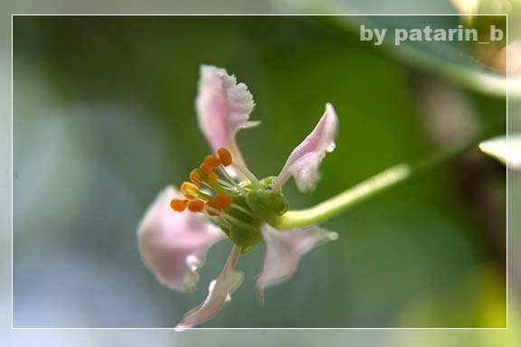 Cherry Blossom