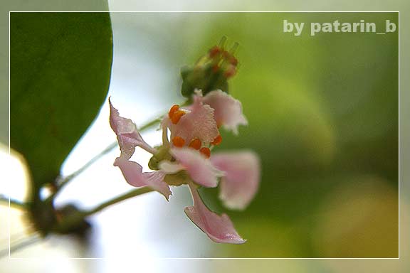 Cherry Blossom