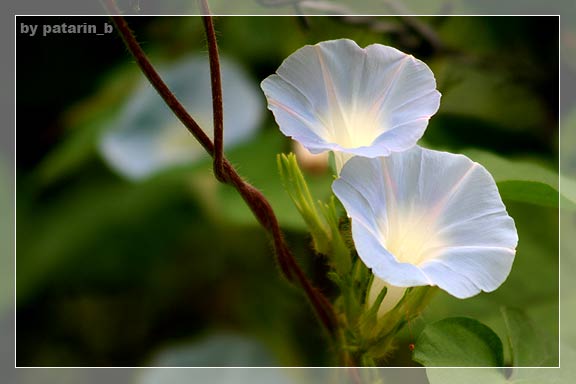 morning glory