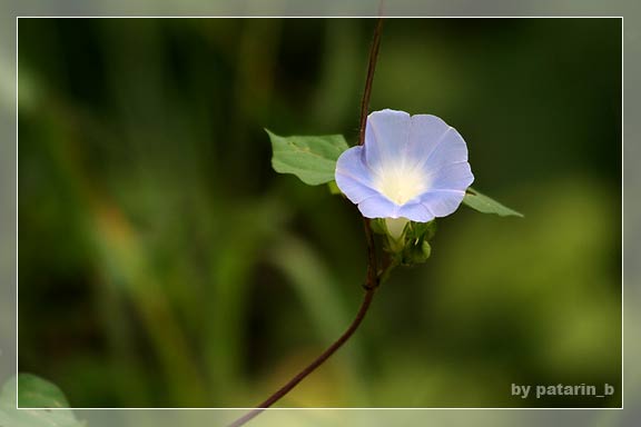 morning glory
