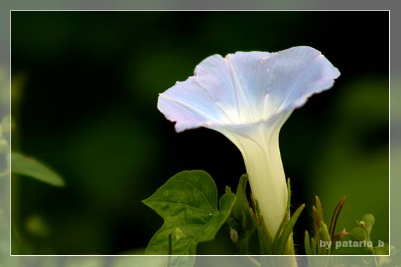 morning glory