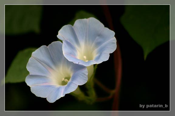 morning glory