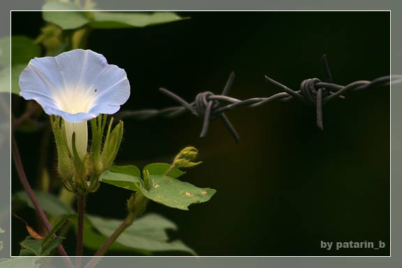 morning glory