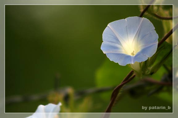 morning glory