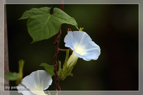 morning glory