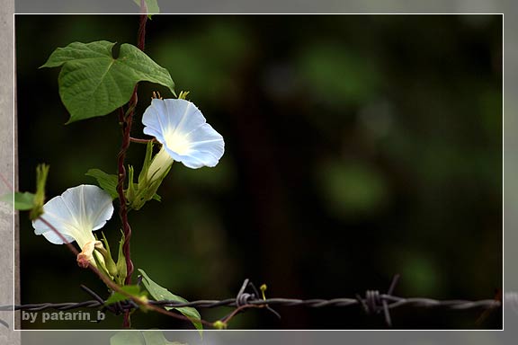 morning glory