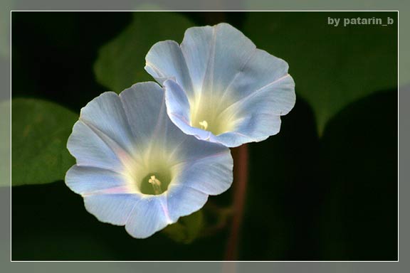 morning glory