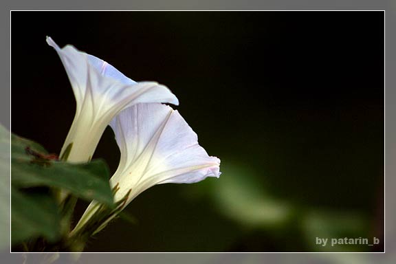morning glory