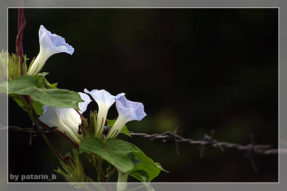 morning glory