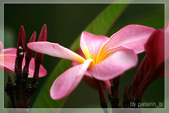 ลีลา .. ว่าดี