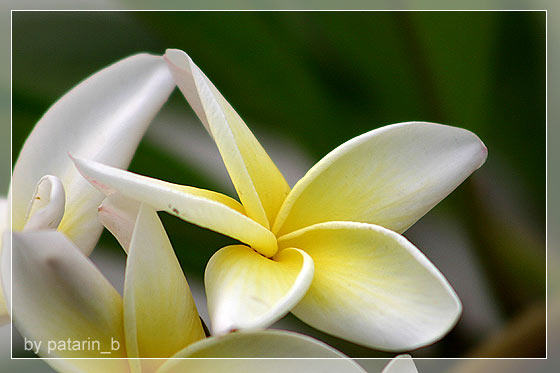 ลีลา .. ว่าดี