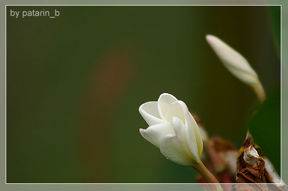 ลีลา .. ว่าดี
