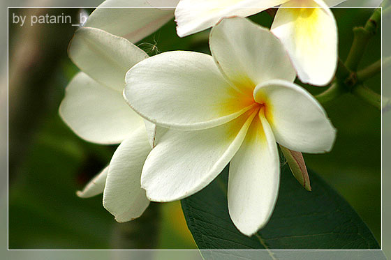 ลีลา .. ว่าดี