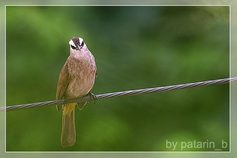 Cute Little Bird