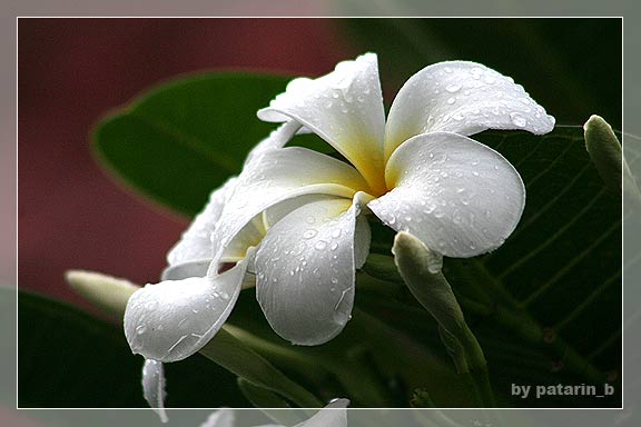 ~ drops of rain ~