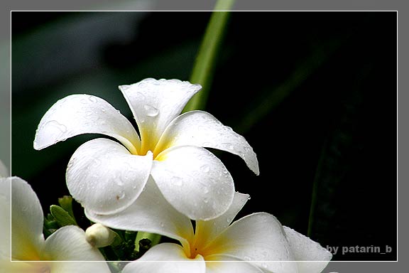 ~ drops of rain ~