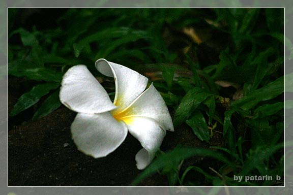 ~ drops of rain ~
