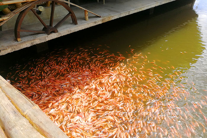 เพชรบุรี 5 ร้านข้าวใหม่ปลามัน