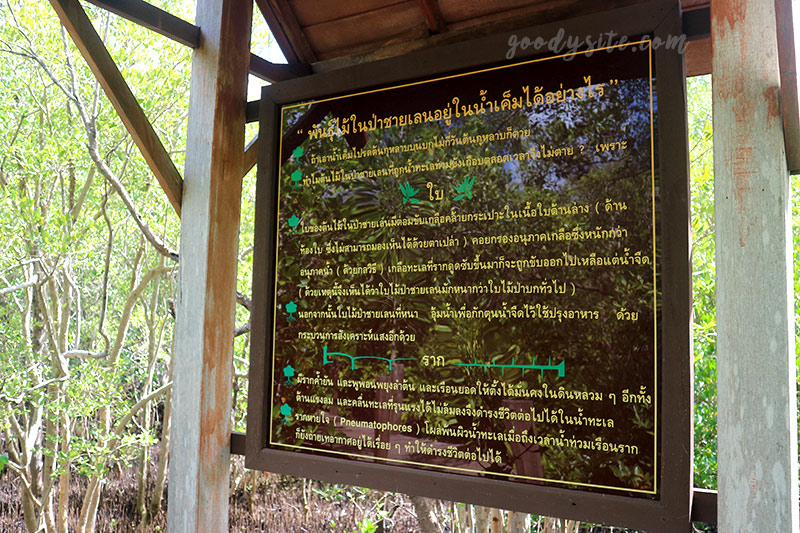 จันทบุรีอีกครั้ง 1 ป่าชายเลนคุ้งกระเบน